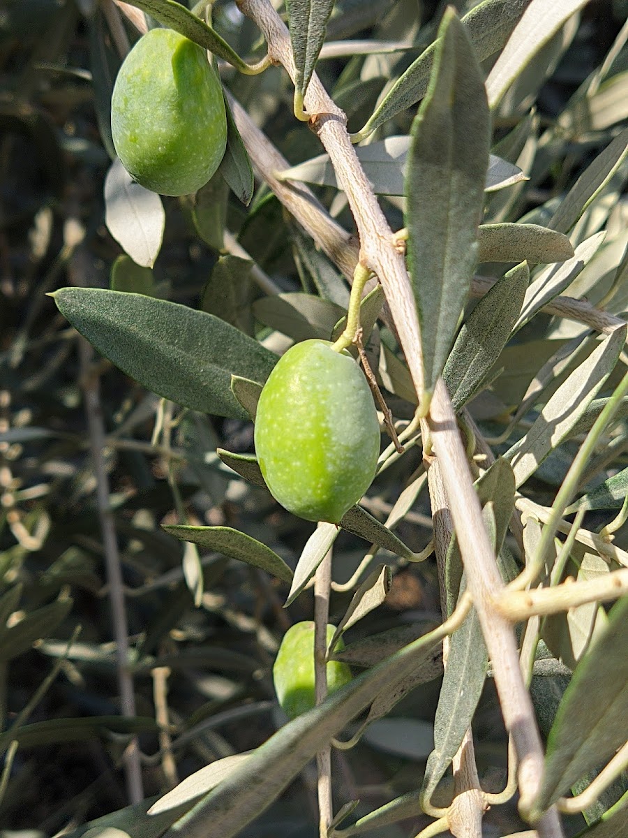 Akaryakıt İstasyonları Lökçüoğlu Petrol — Manavgat Antalya