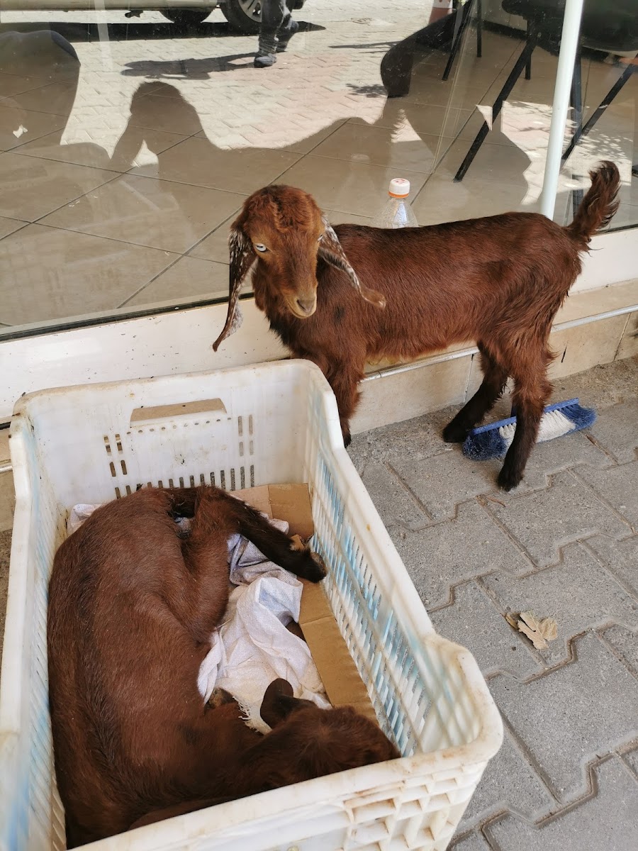 Akdeniz Veteriner Kliniği Sağlık hizmetleri Manavgat