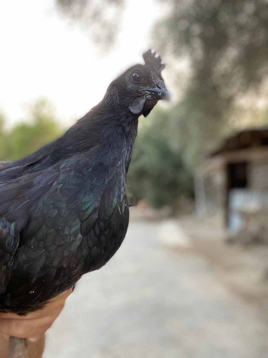 Çoban Vet Sağlık hizmetleri Manavgat