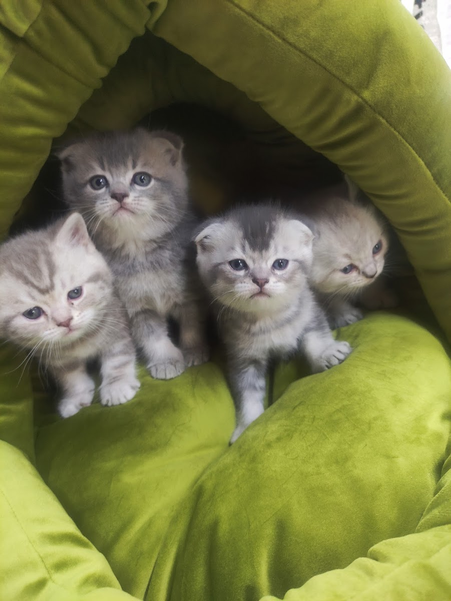 Evcil Hayvan ve Akvaryum Tetra Akvaryum — Manavgat Antalya