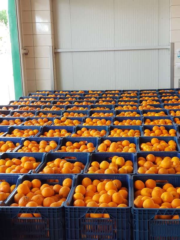 Gıda Toptancıları 4A Sebze Meyve A.Ş. — Manavgat Antalya