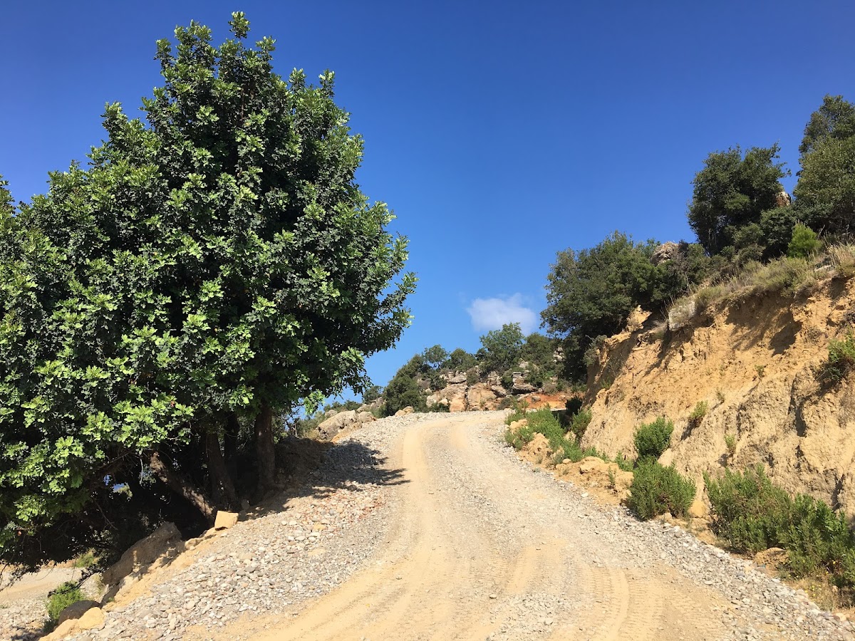 Gıda Toptancıları Alara Zeytinyağı Fab — Manavgat Antalya