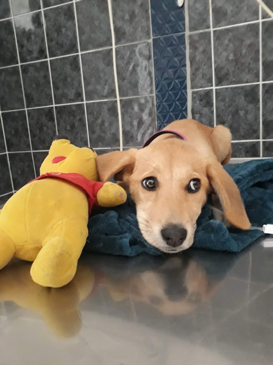 Hedef Veteriner Sağlık hizmetleri Manavgat