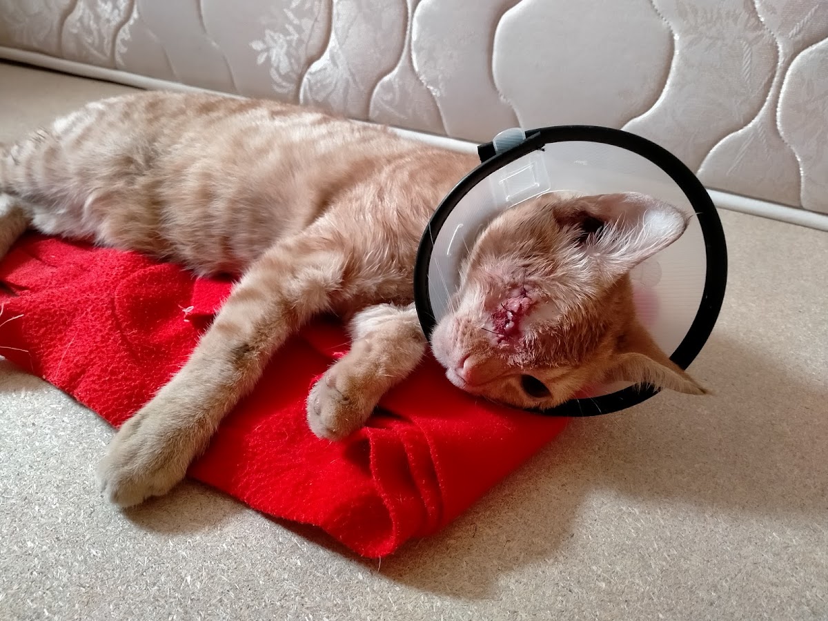 Hedef Veteriner Manavgat