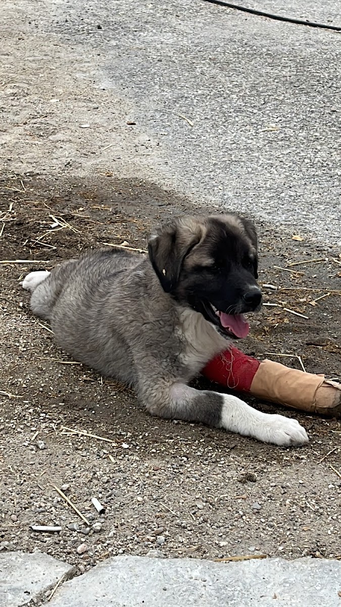 Kızılkaya Veteriner Sağlık hizmetleri Manavgat