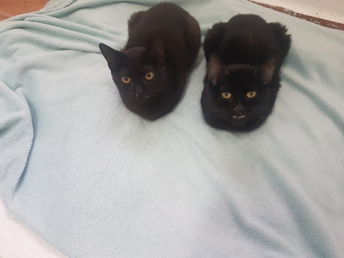 Kubilay Veteriner Kliniği Manavgat