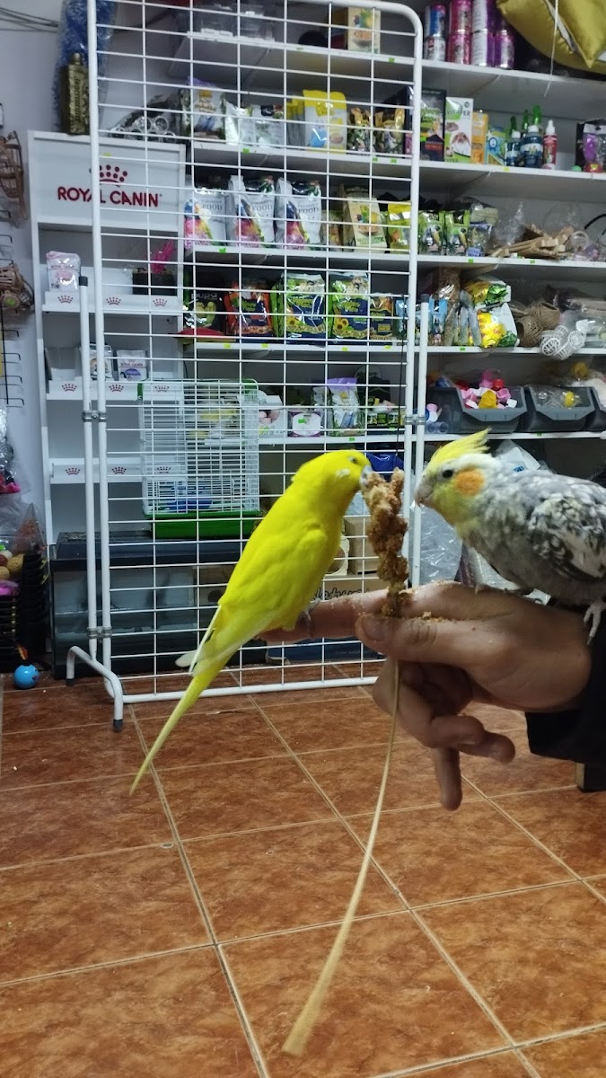 Deniz Petshop Manavgat