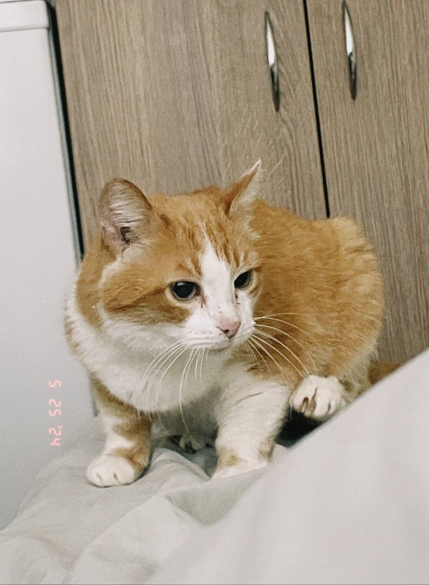 Anıma Veteriner Kliniği Manavgat