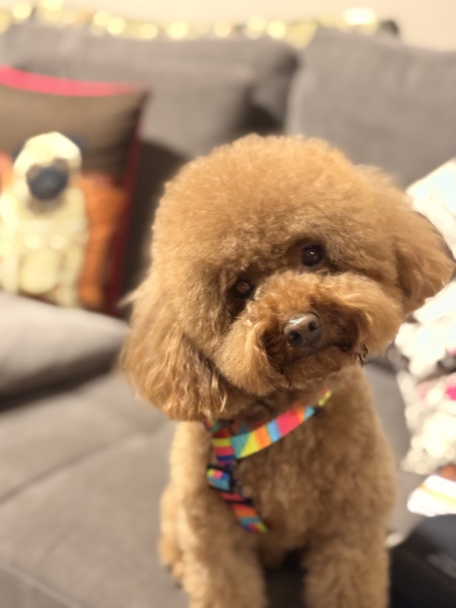 Kızılkaya Veteriner Manavgat