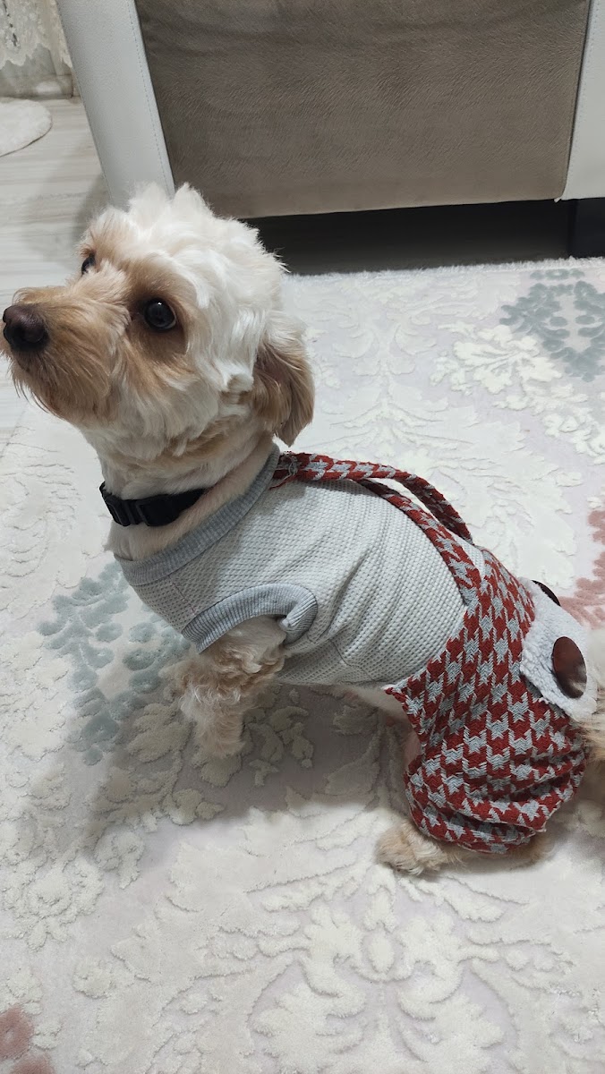 Tetra Akvaryum Hobi Spor hizmetleri Manavgat