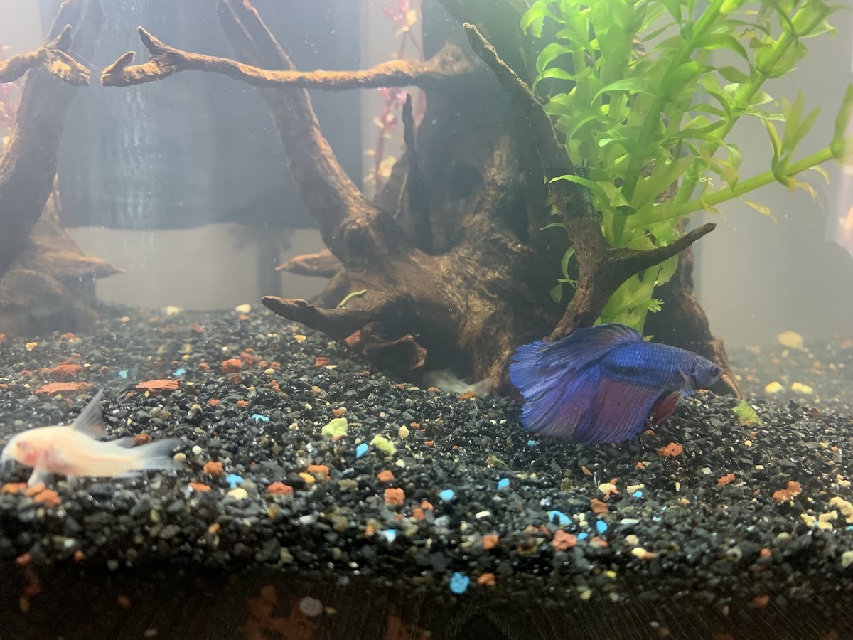 Varol Akvaryum Manavgat