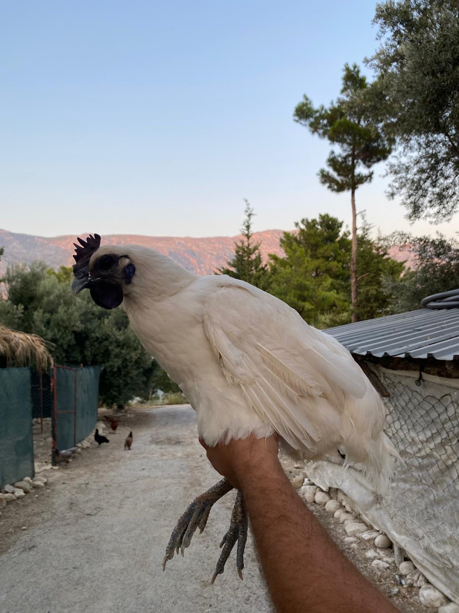 Veteriner Hekimler Çoban Vet — Manavgat Antalya