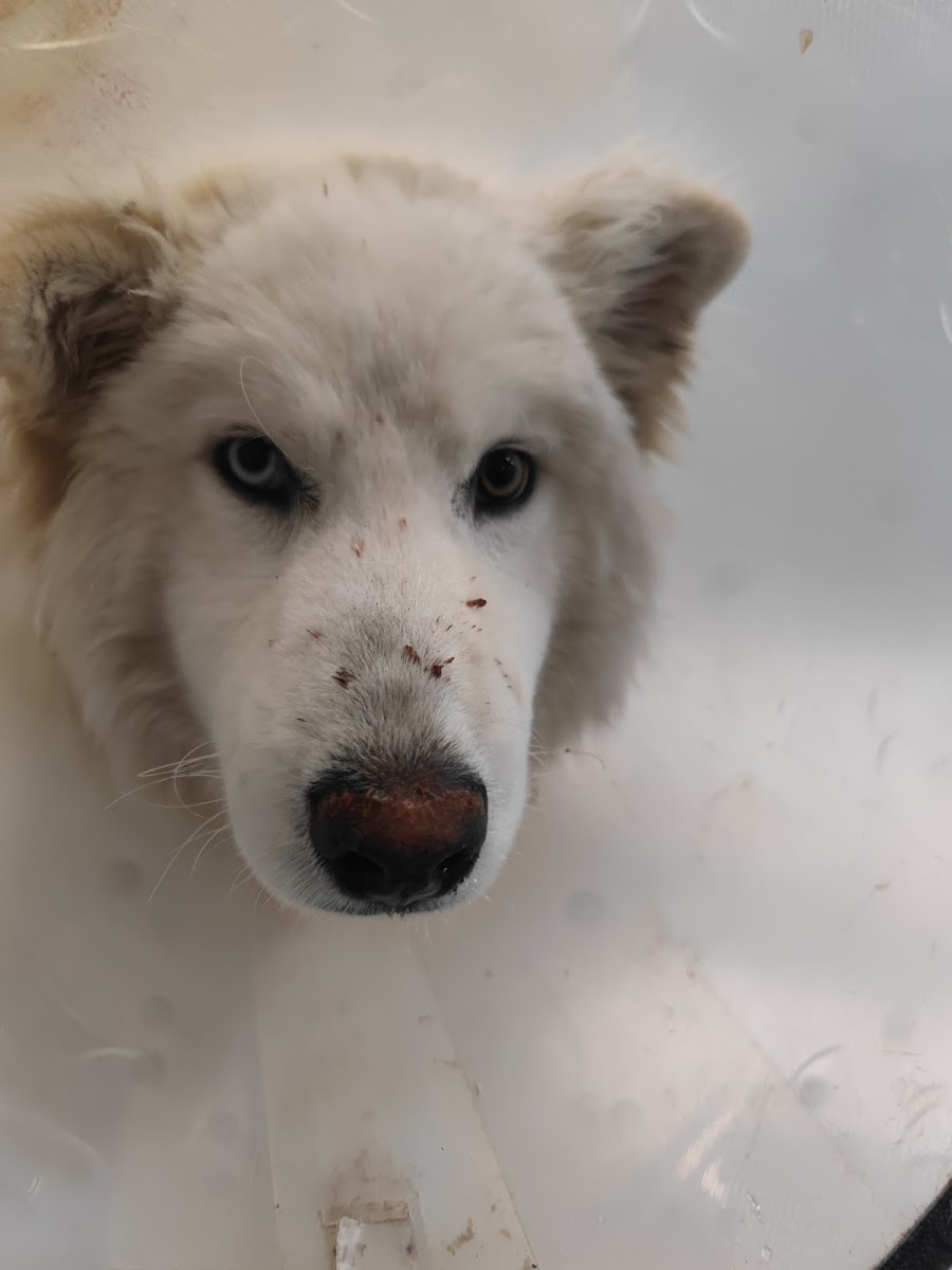 Veteriner Hekimler Kızılkaya Veteriner — Manavgat Antalya