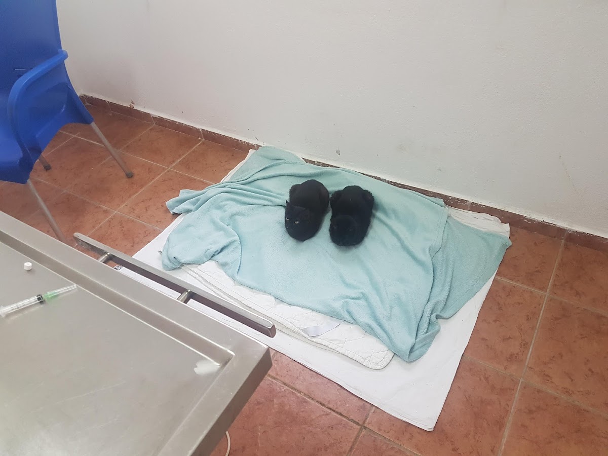 Veteriner Hekimler Kubilay Veteriner Kliniği — Manavgat Antalya