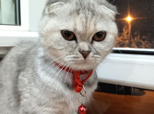 Veteriner Hekimler Pamphylıa Veteriner Kliniği — Manavgat Antalya