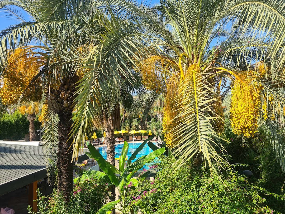 Calimera Hane Garden Hotel – Fotoğraf 4