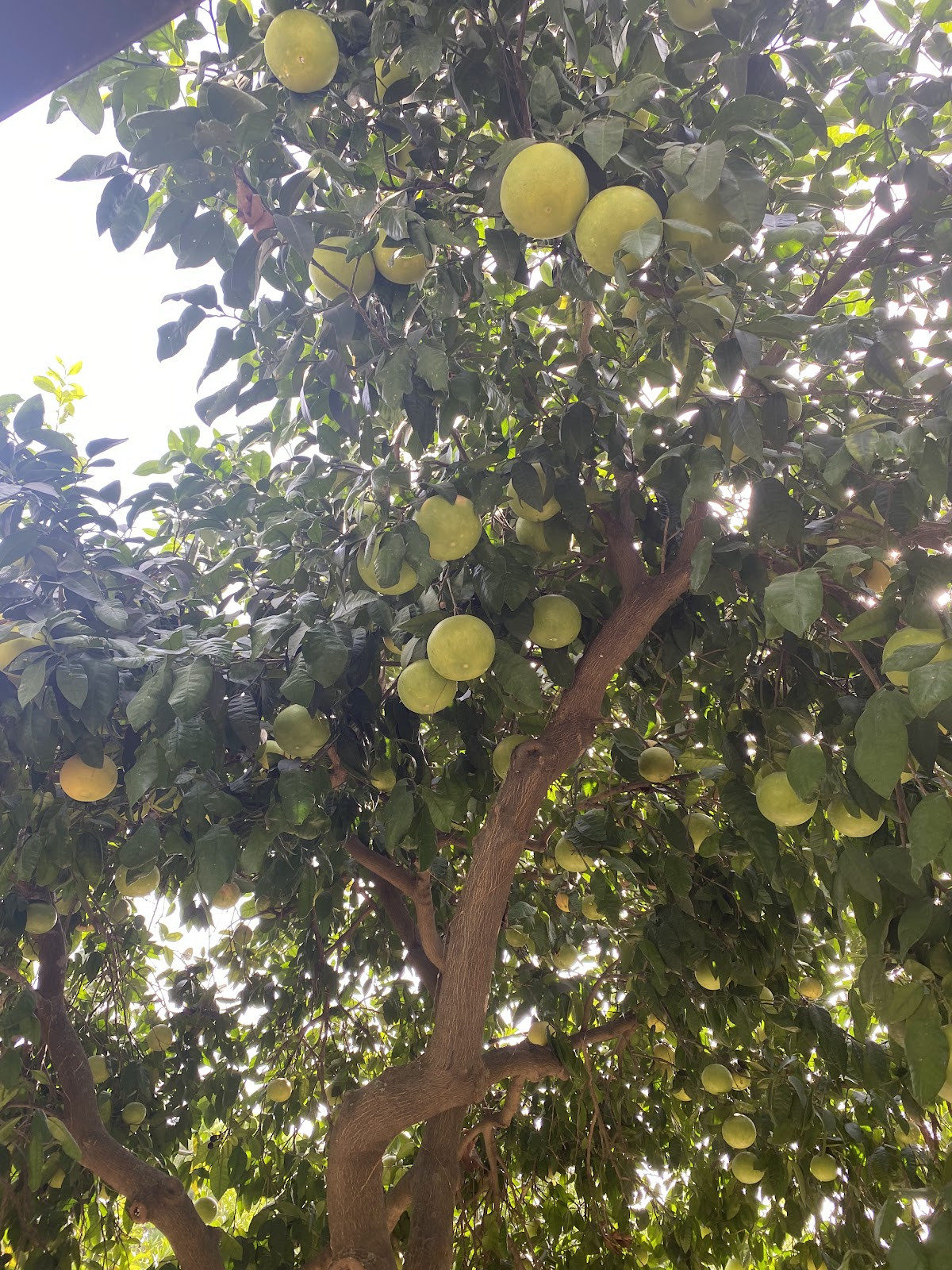 Camekan Restaurant Manavgat – Fotoğraf 7