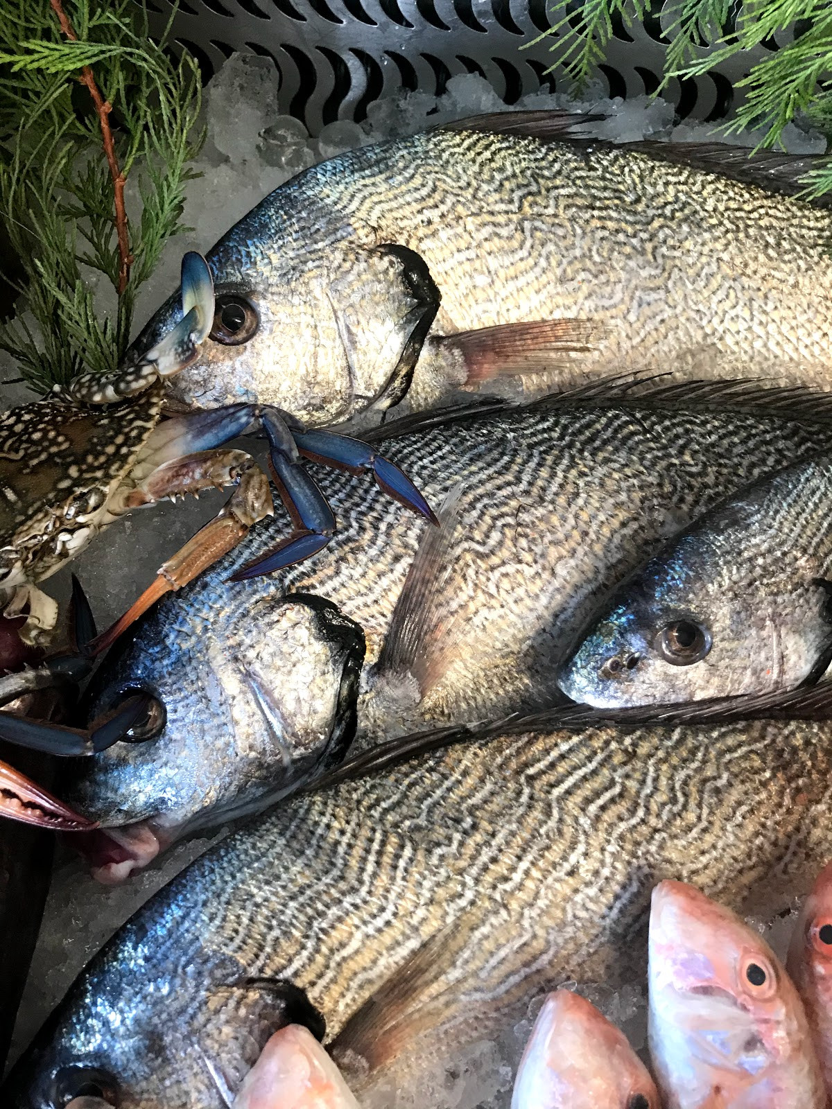 FENER BALIKÇISI – Fotoğraf 6