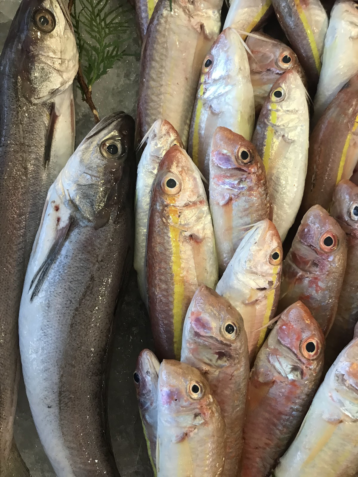 FENER BALIKÇISI – Fotoğraf 9