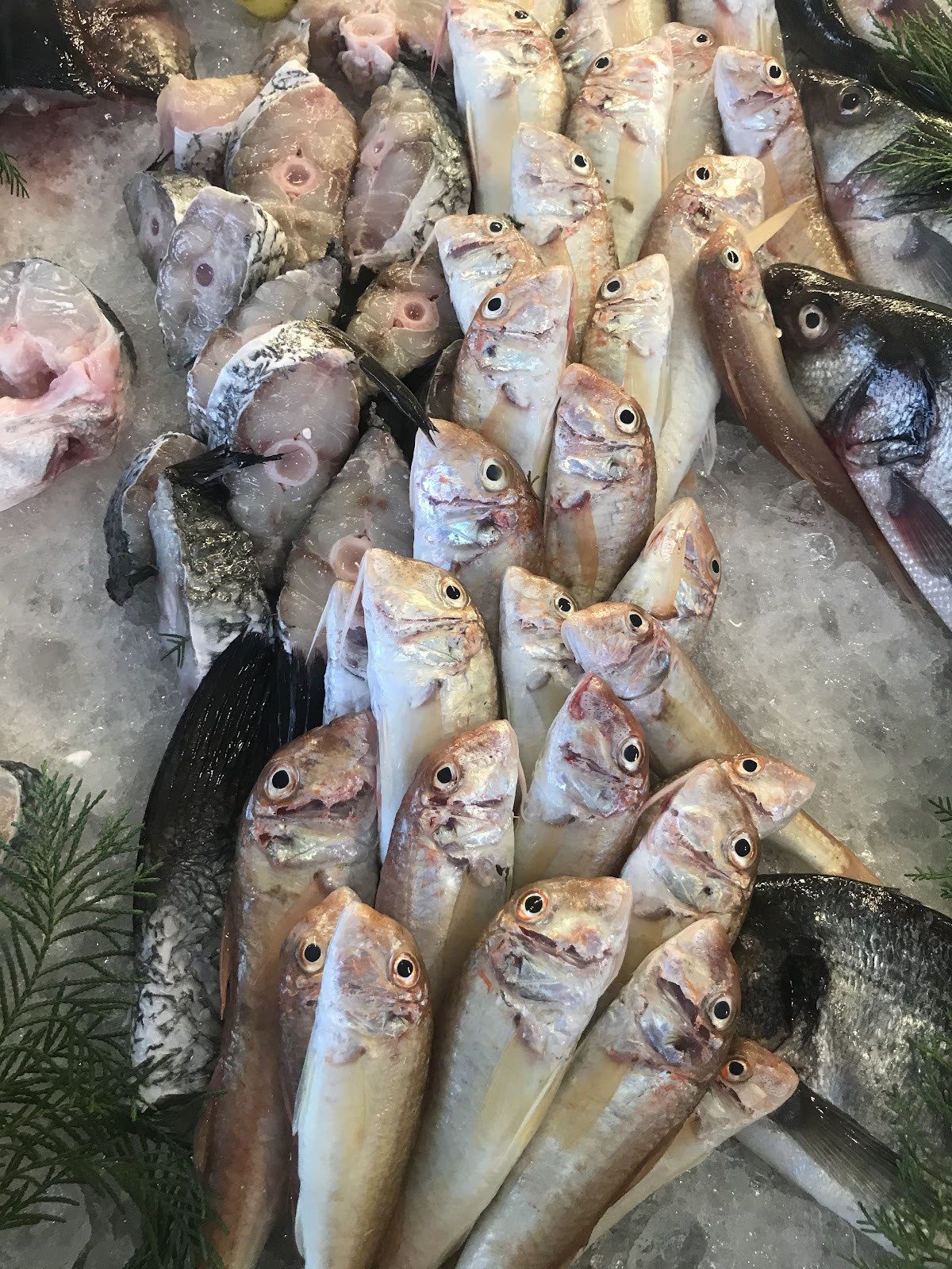 FENER BALIKÇISI – Fotoğraf 4