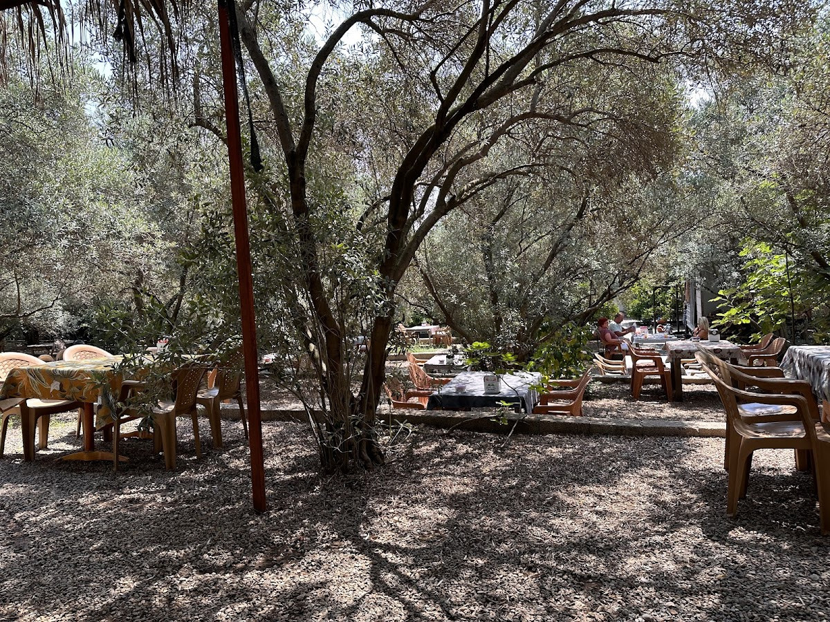 Habibe Teyze Çağlayan (Kahvaltı-Restaurant-Mangal-Piknik) – Fotoğraf 6