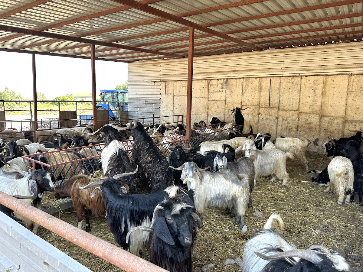 Kasap Deniz Çiftliği – Fotoğraf 3