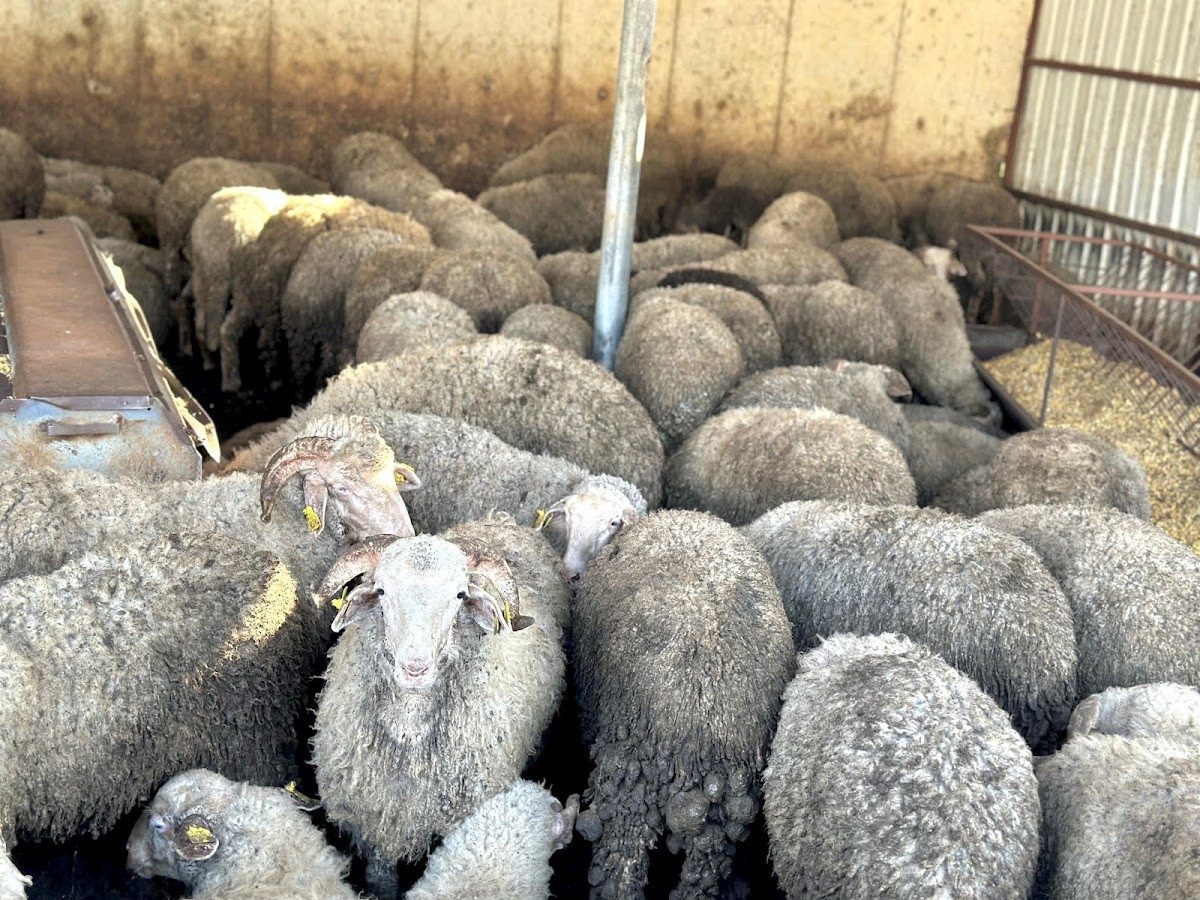 Kasap Deniz Çiftliği – Fotoğraf 6