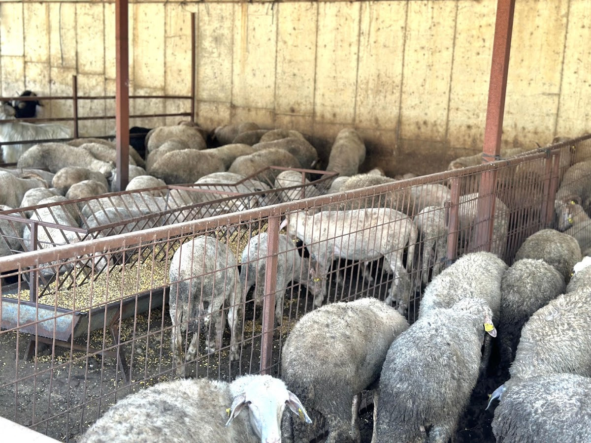 Kasap Deniz – Fotoğraf 4