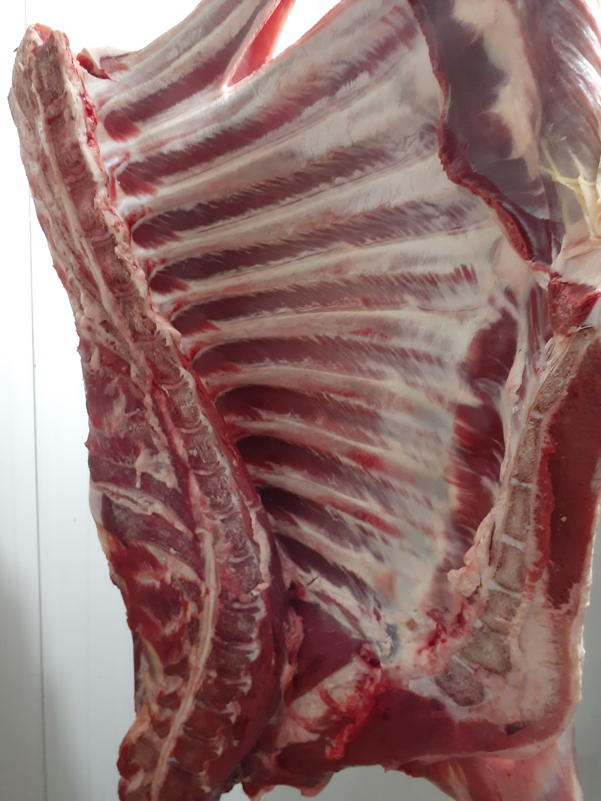 Kasap İbo Manavgat – Fotoğraf 10