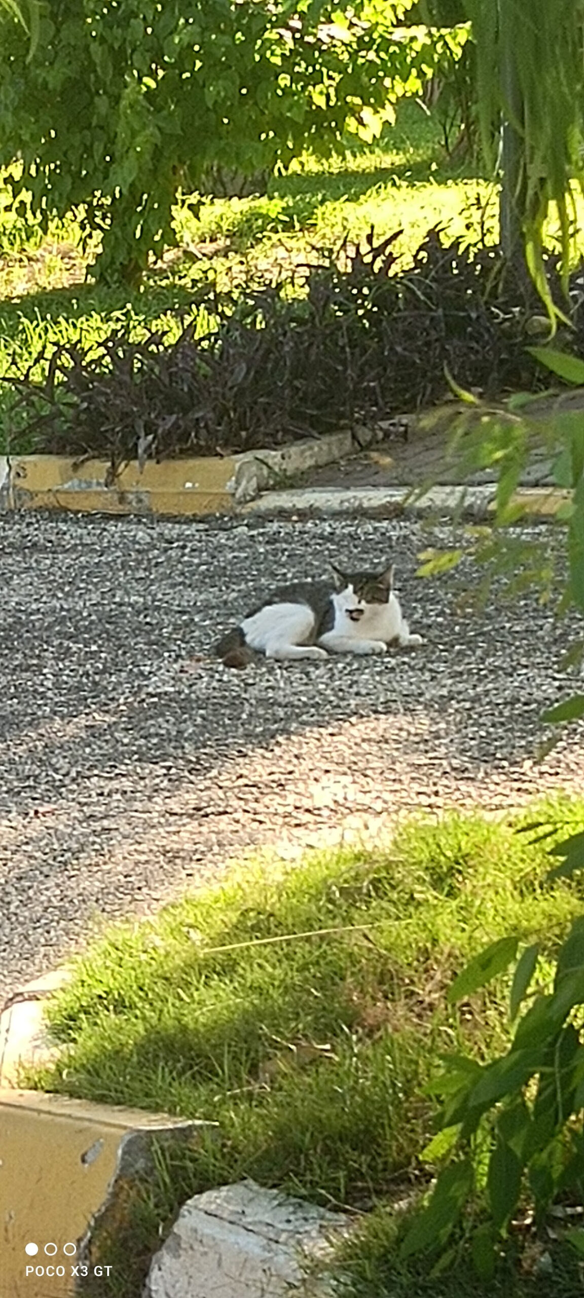 Manavgat Belediyesi Hayvan Barınağı – Fotoğraf 5
