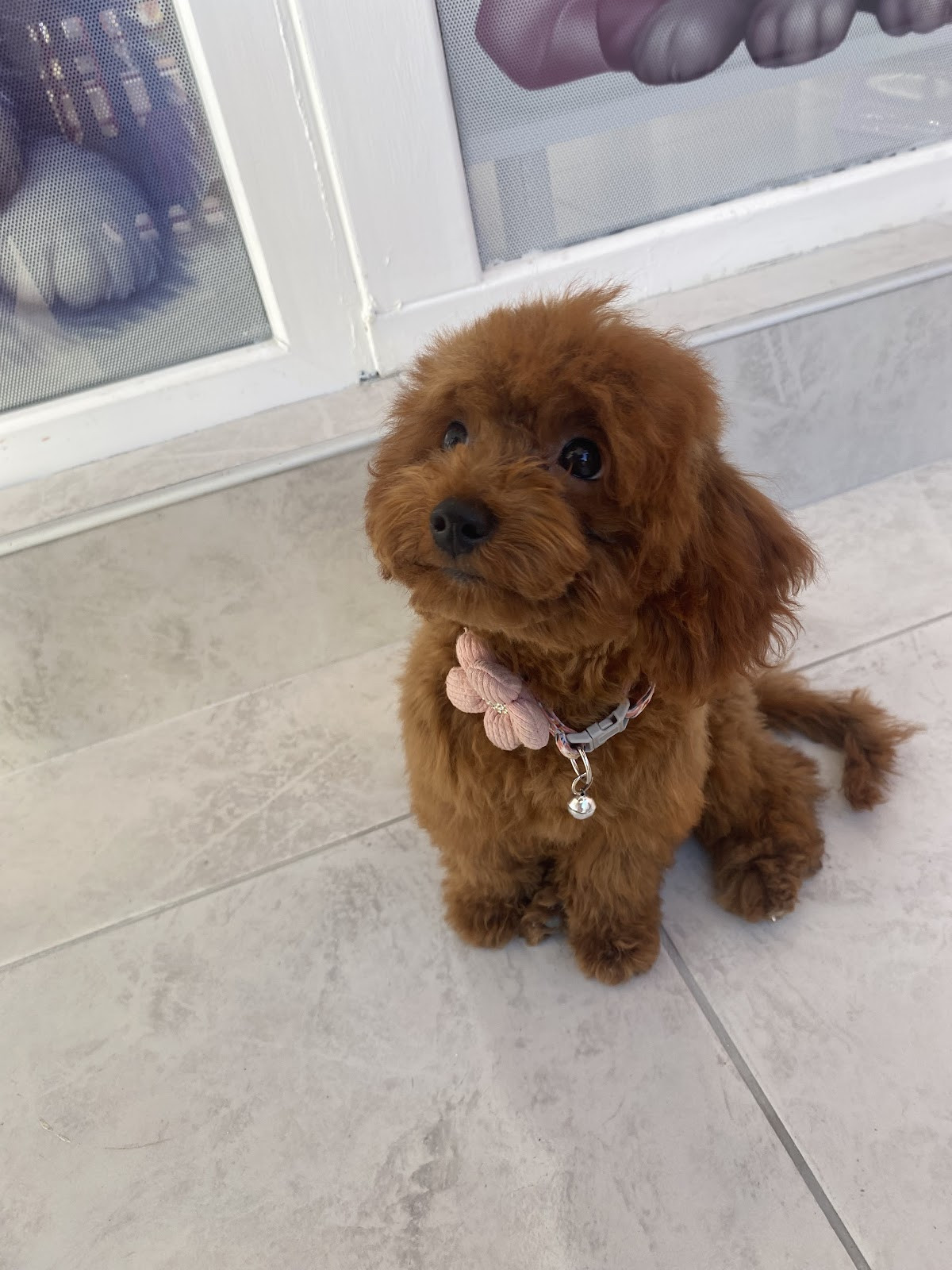 Manavgatpetkuaför – Fotoğraf 2