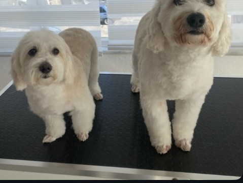 Manavgatpetkuaför – Fotoğraf 5