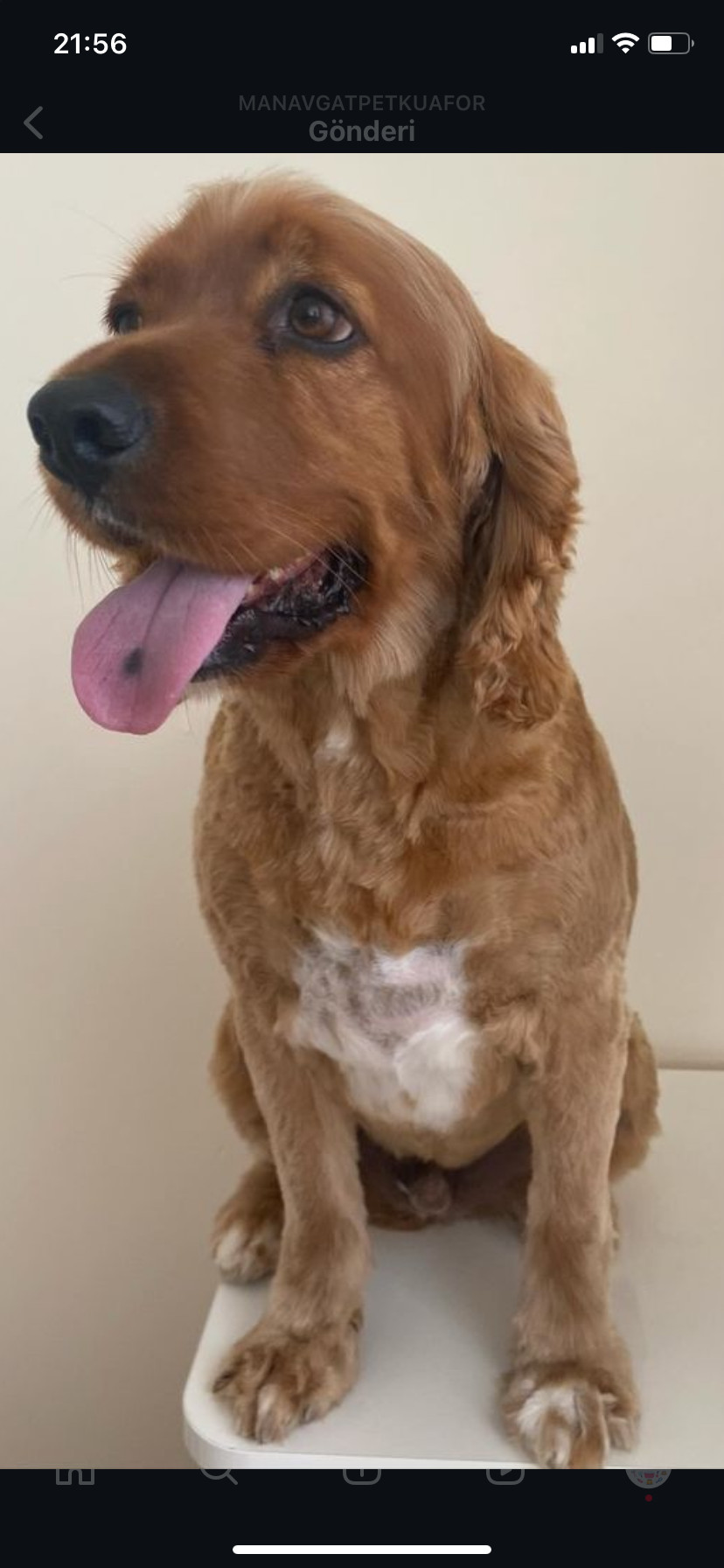 Manavgatpetkuaför – Fotoğraf 9