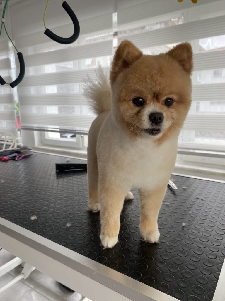 Manavgatpetkuaför — Manavgat manavgat kuaför