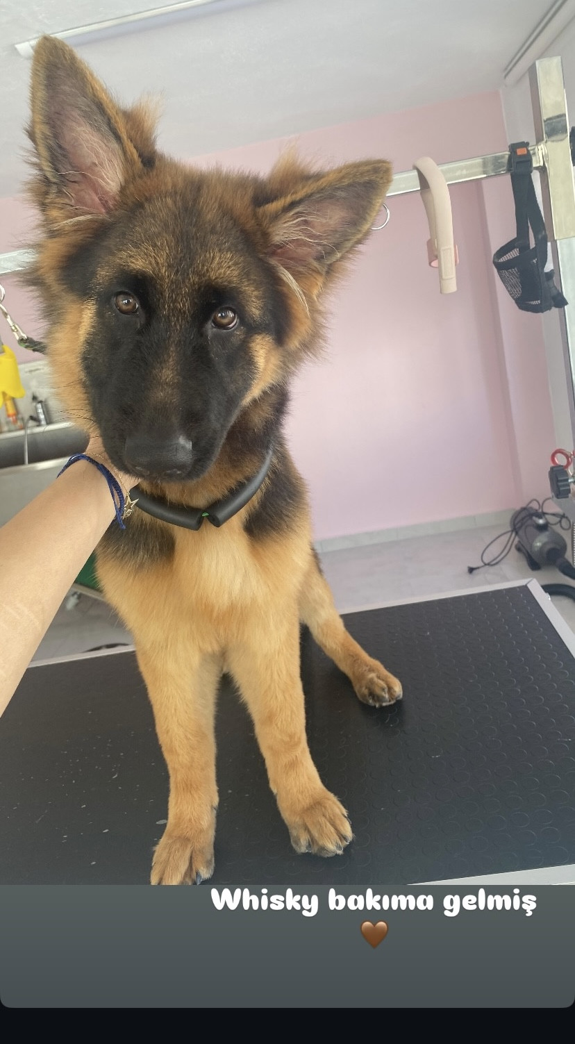 Manavgatpetkuaför – Fotoğraf 10