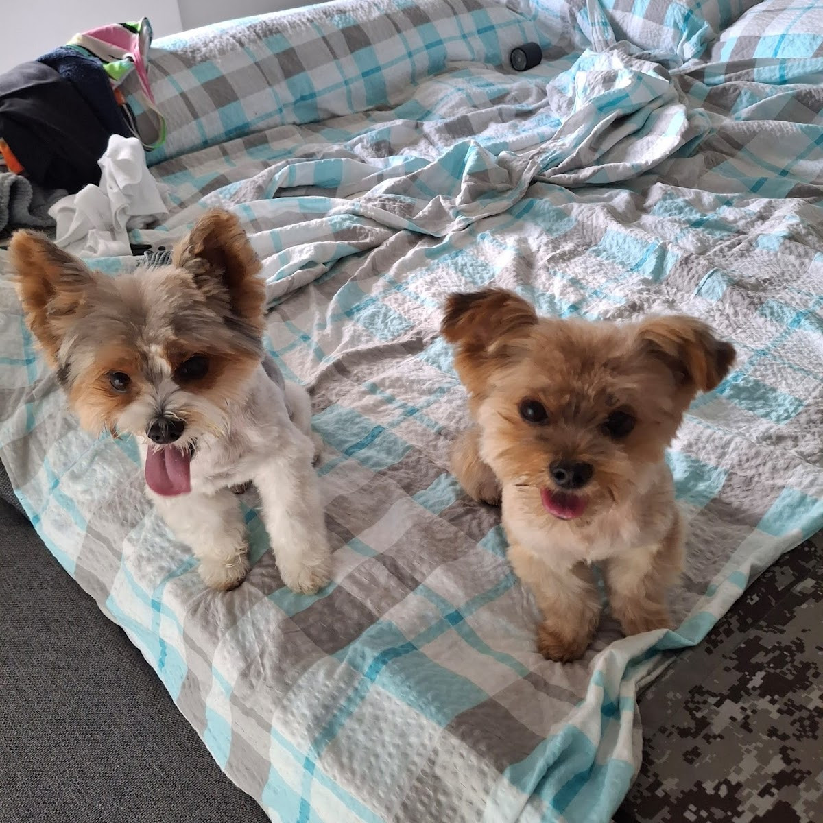 Manavgatpetkuaför – Fotoğraf 6