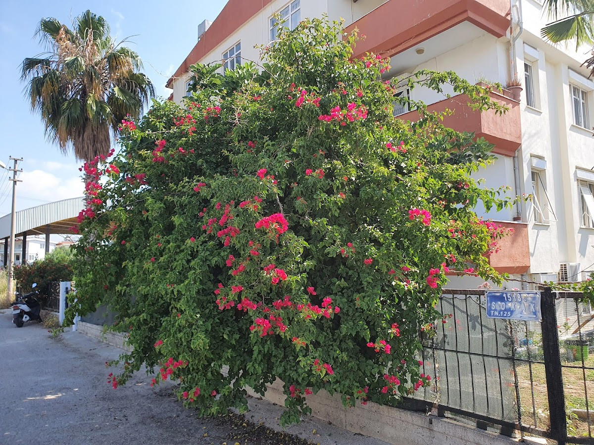 Mediterra Apart Otel – Fotoğraf 8