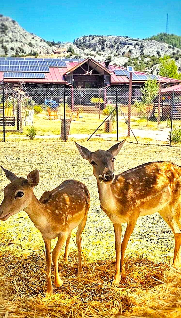 Milyos Hotel – Fotoğraf 8