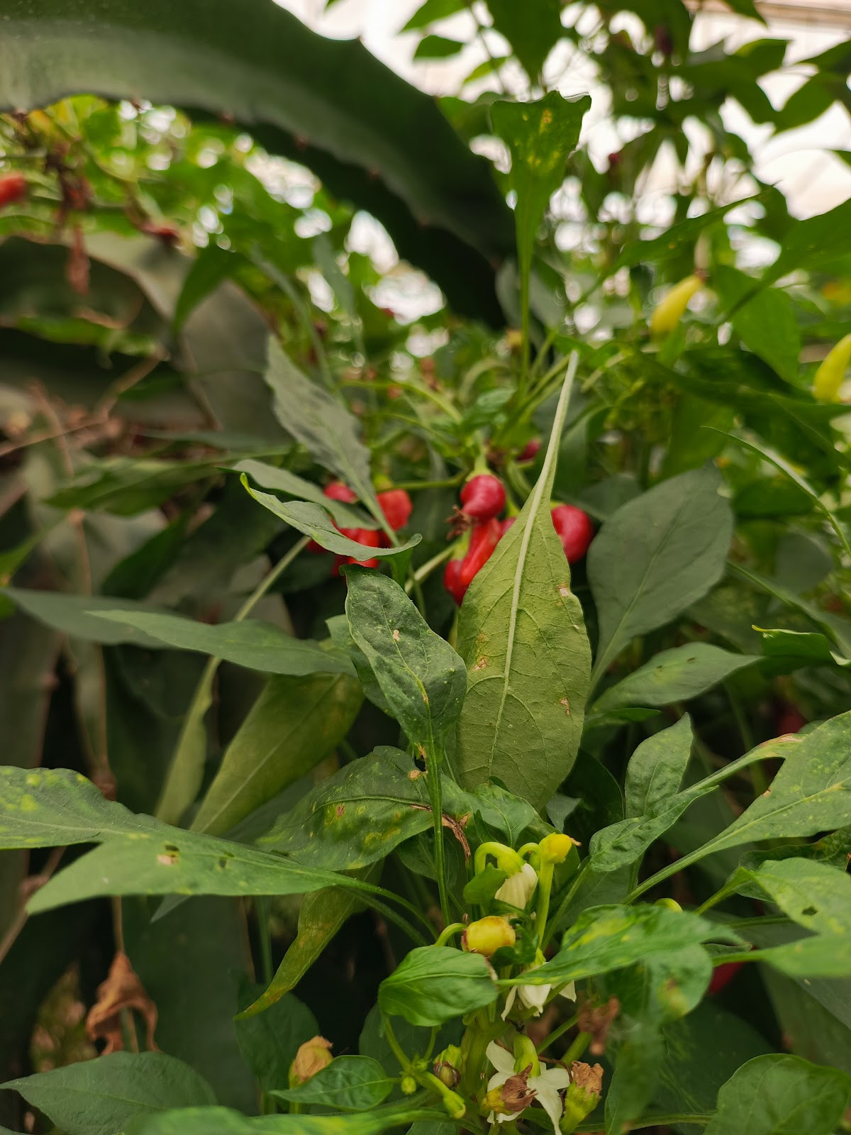 myra spa – Fotoğraf 5