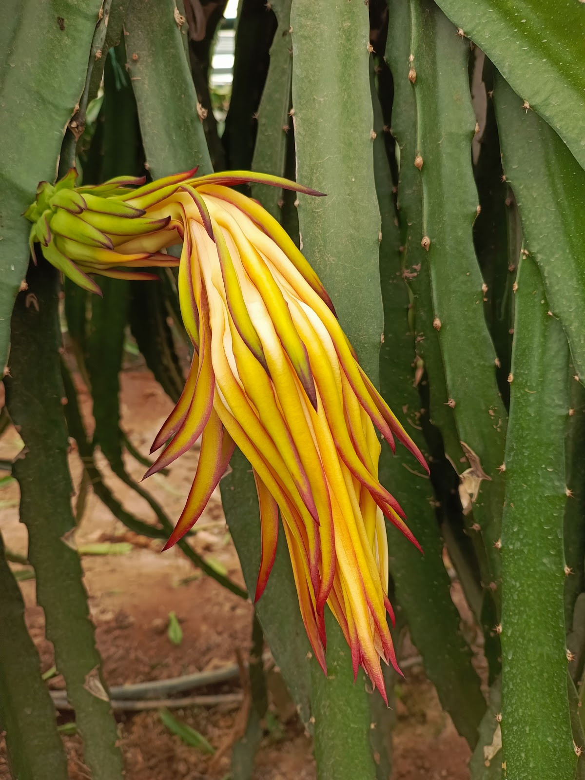 myra spa – Fotoğraf 3