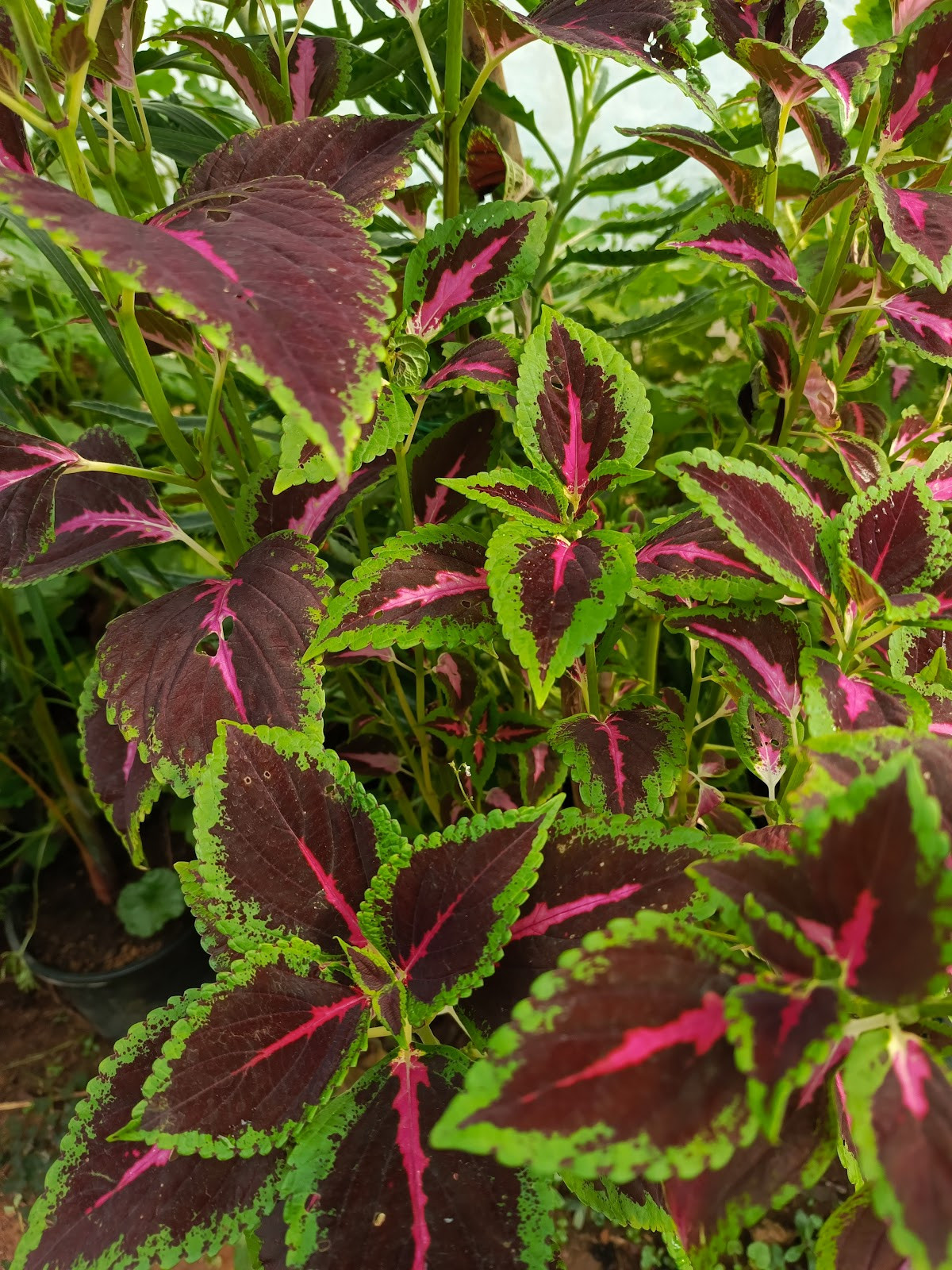 myra spa – Fotoğraf 6