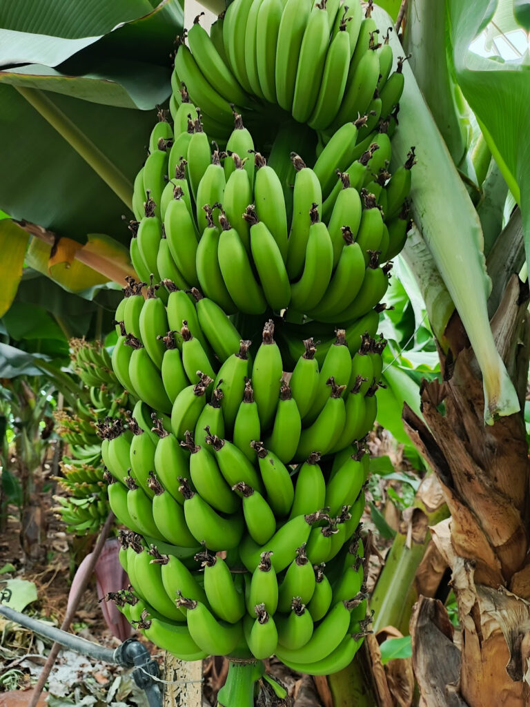 myra spa — Manavgat Manavgat güzellik