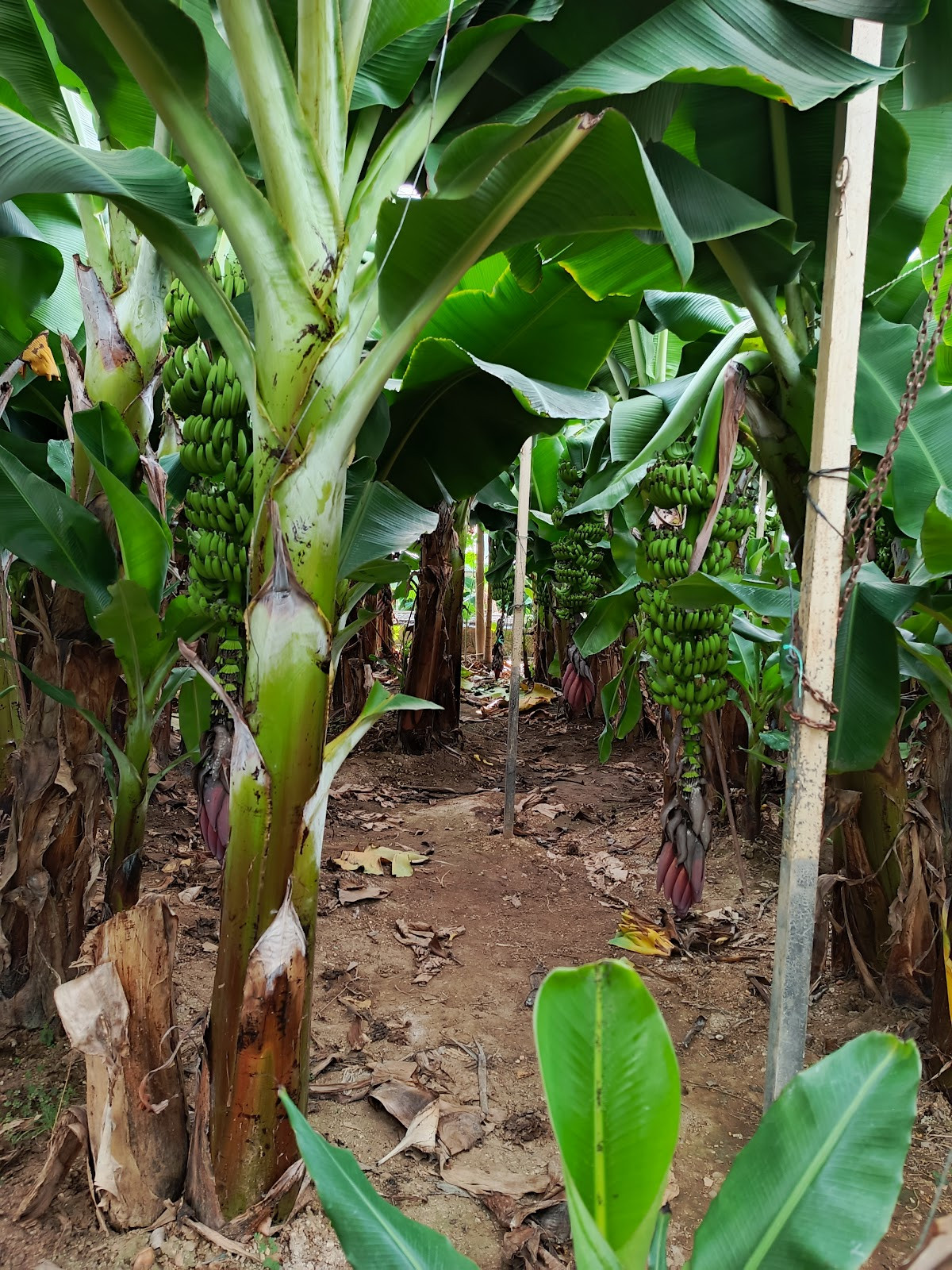 myra spa – Fotoğraf 4