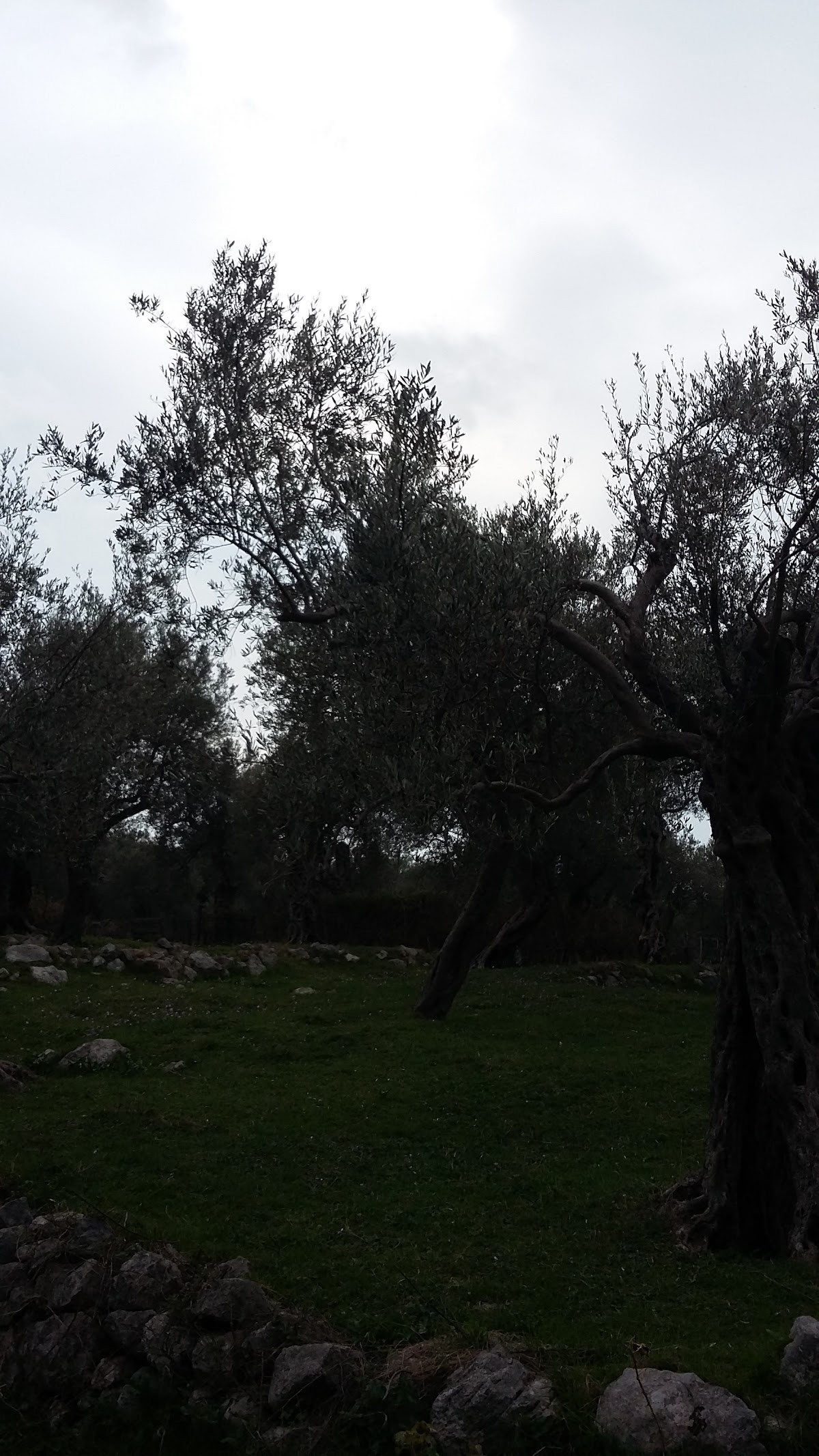 Old Olive Apartment – Fotoğraf 9