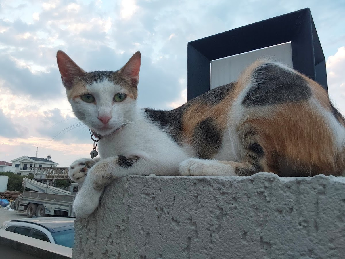 Prime Sorgun – Fotoğraf 3