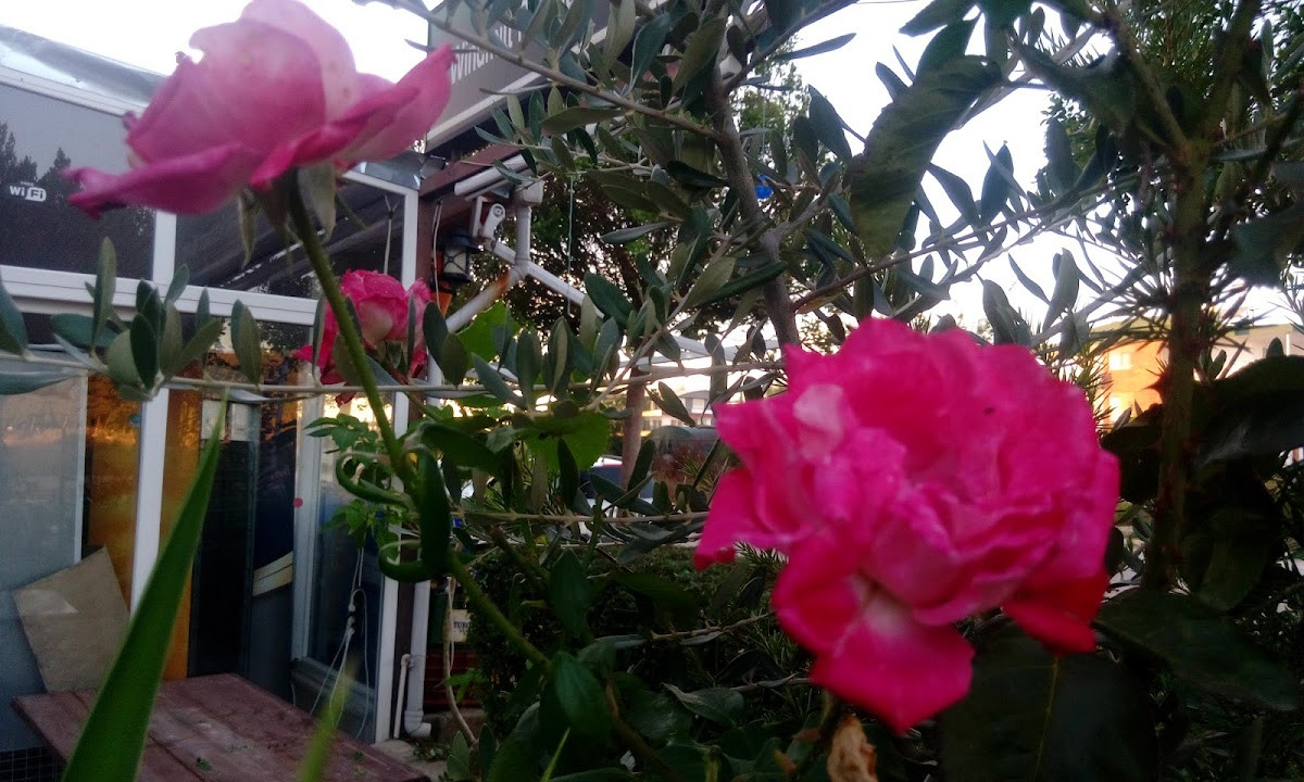 Windmill Airport Transfers – Fotoğraf 10