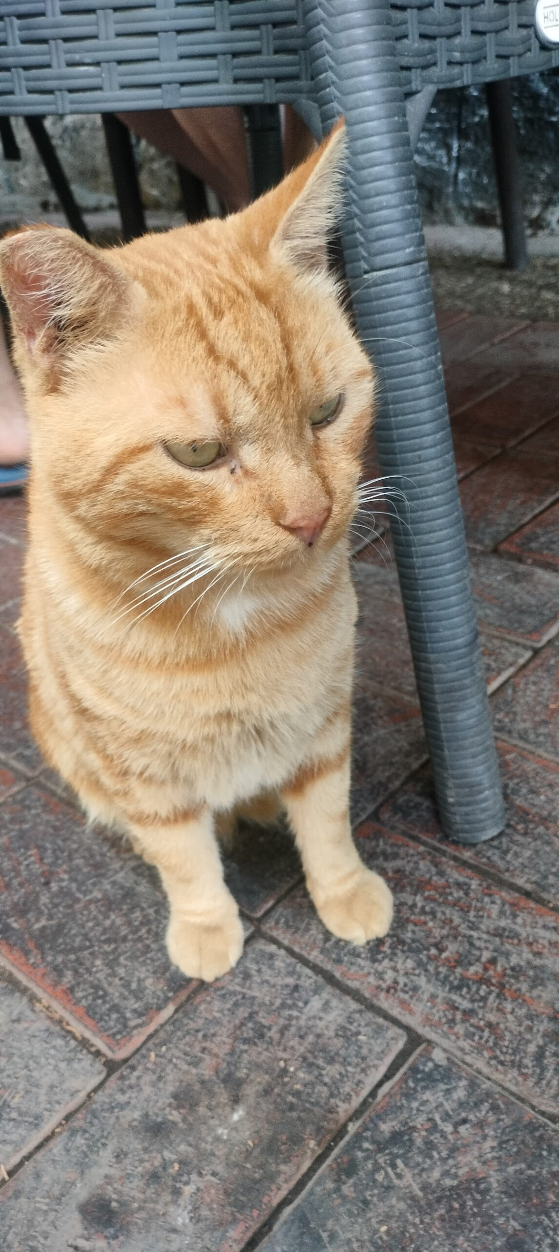 Yaprak döner – Fotoğraf 8