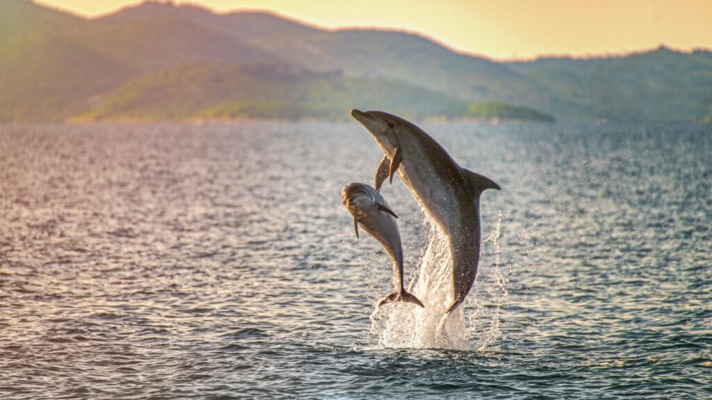 Wild dolphins spotted in the Mediterranean Sea during a Dolphin Island boat trip from Manavgat near Side, Turkey