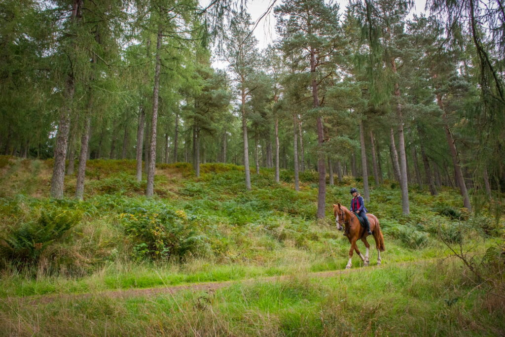 Rider on a horse following a shaded pine forest trail near Manavgat