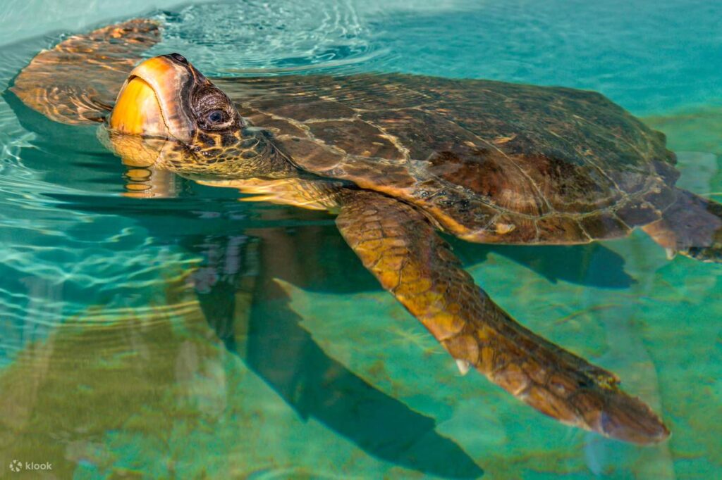 Protected Caretta Caretta sea turtle habitat bays visited during the Suluada island excursion